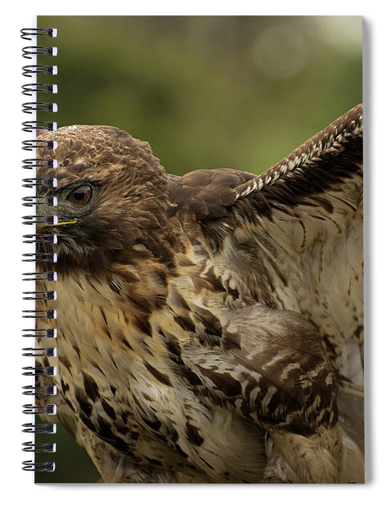 Bird Spiral Notebook featuring the photograph Red Tailed Hawk by Carolyn Hutchins