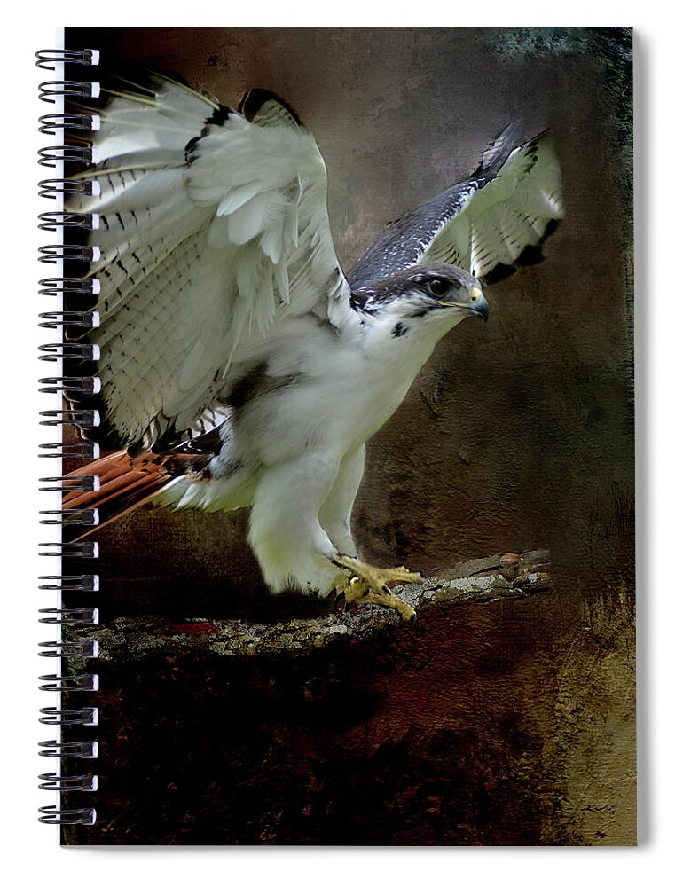 Red-tailed Hawk Spiral Notebook featuring the mixed media Red Tailed Hawk in Color by Kathy Kelly