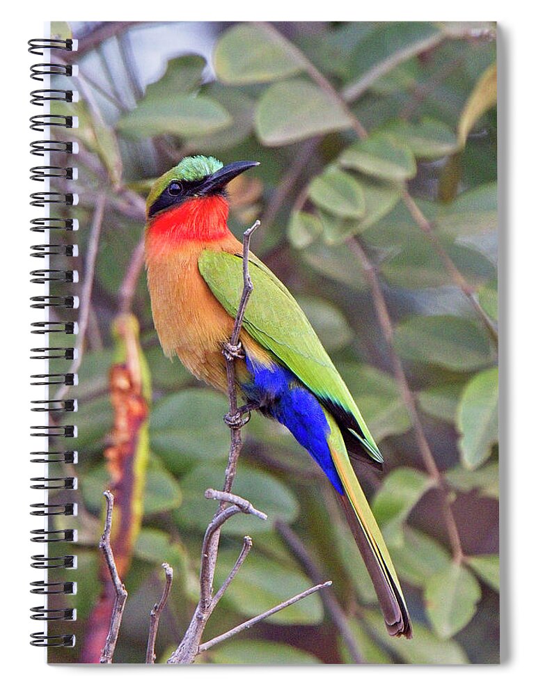 Bush Spiral Notebook featuring the photograph Red-throated Bee-eater, Merops bulocki by Tony Mills