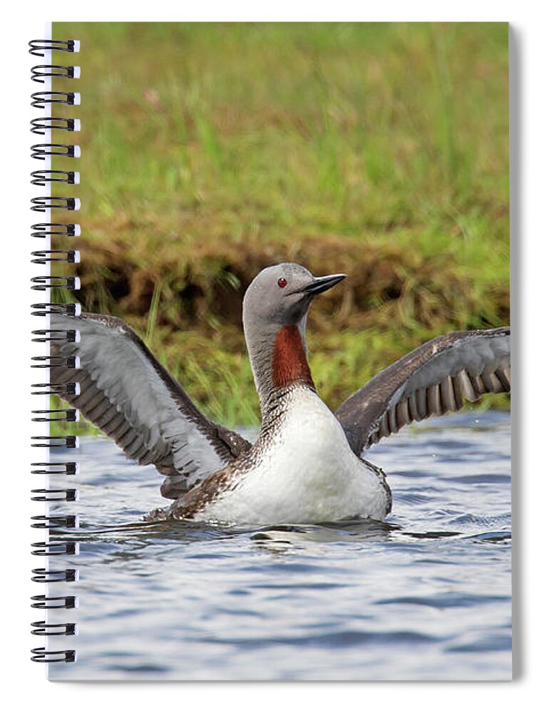Red-throated Loon Spiral Notebook featuring the photograph Red-throated Loon in Summer by Arterra Picture Library