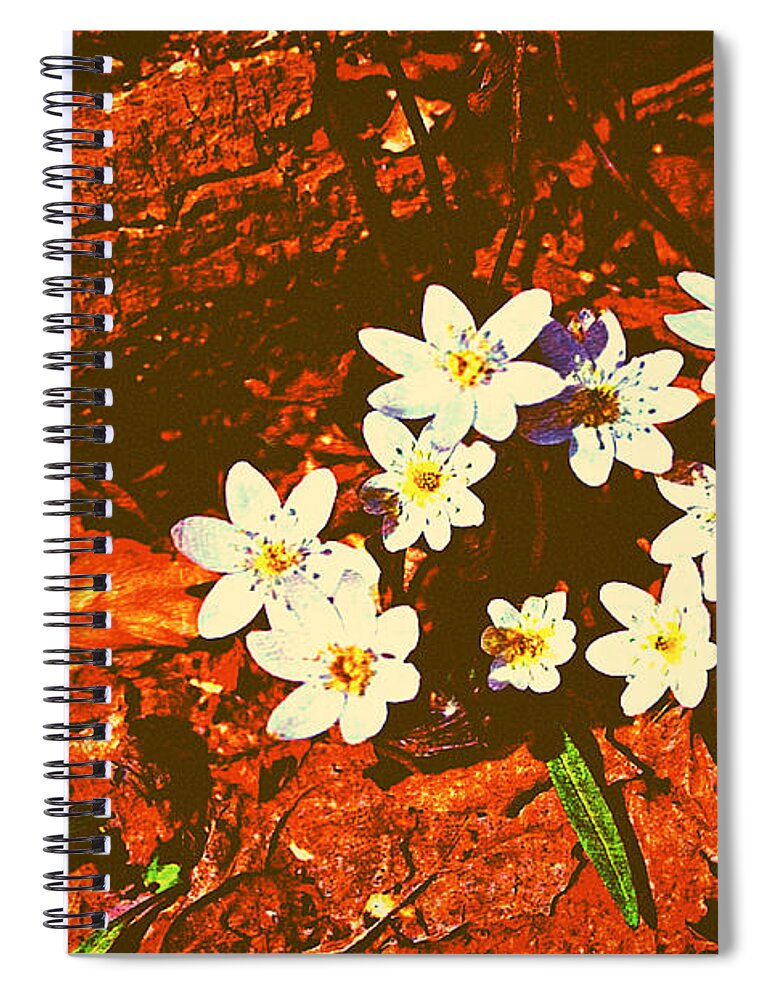 Anemones Spiral Notebook featuring the photograph First Wood Anemones of Spring by Stacie Siemsen