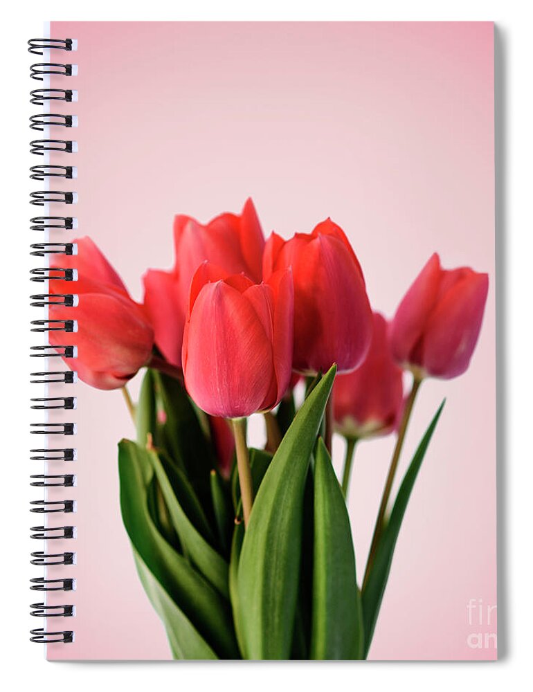 Tulip Spiral Notebook featuring the photograph Red tulip bouquet on pastel pink background. Minimal creative fl by Jelena Jovanovic