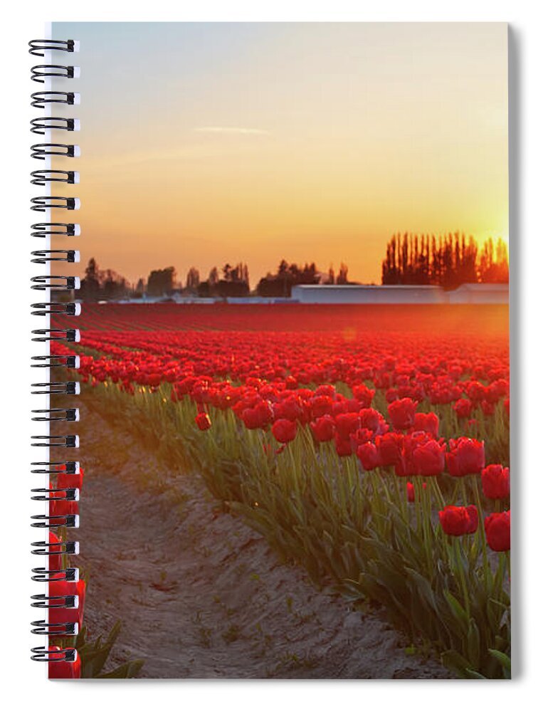 Tulips Spiral Notebook featuring the photograph Red Tulip Sunset by Michael Rauwolf