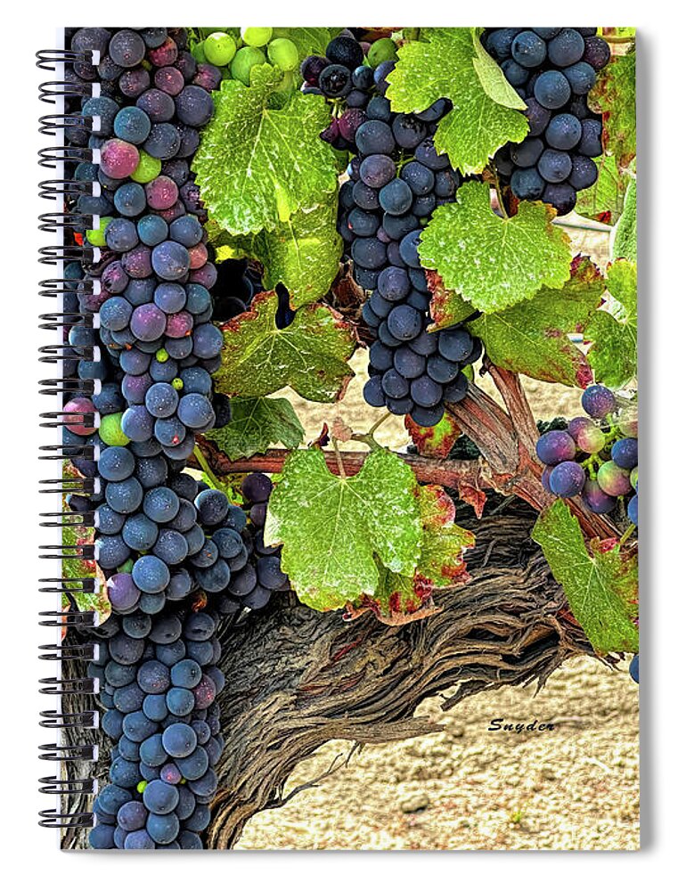 Grapes Spiral Notebook featuring the photograph Red Wine Grapes on the Vine Original by Barbara Snyder
