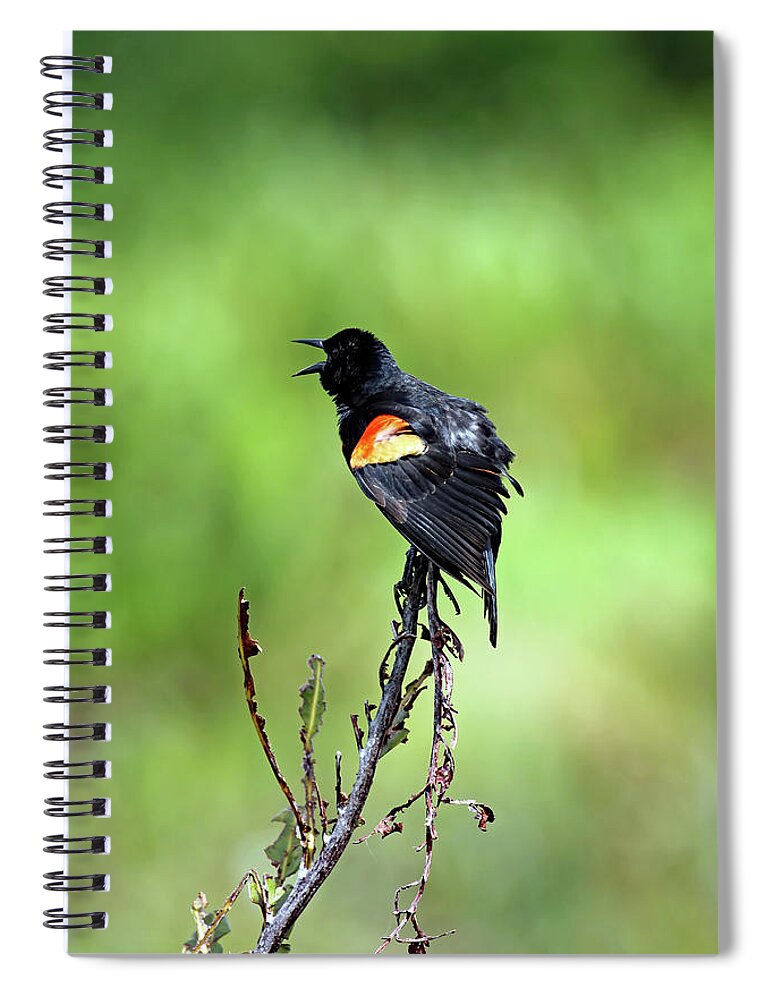 Florida Spiral Notebook featuring the photograph Red Wing Singing by Jennifer Robin