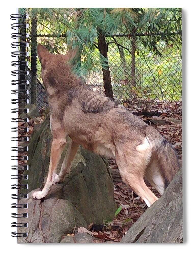 Wolf Spiral Notebook featuring the photograph Red Wolf Asheboro NC Zoo by Kim Galluzzo Wozniak