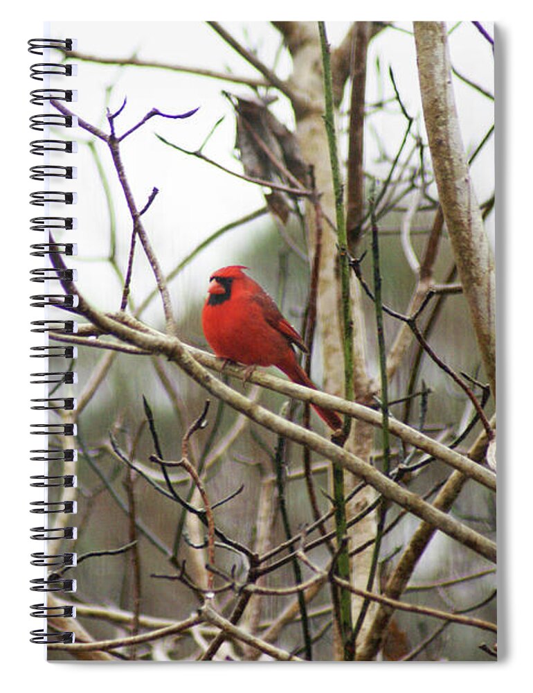  Spiral Notebook featuring the photograph Redbird Male by Heather E Harman