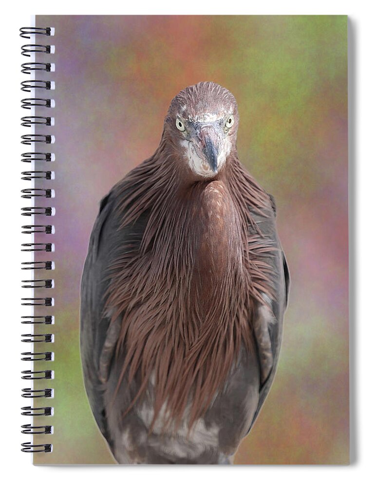 Reddish Egret Spiral Notebook featuring the photograph Reddish Egret 3 by Mingming Jiang
