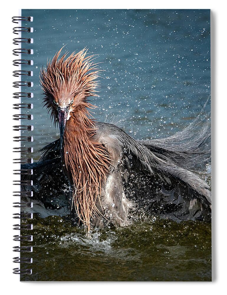 Bathtime Spiral Notebook featuring the photograph Reddish Egret Bathtime by Jaki Miller