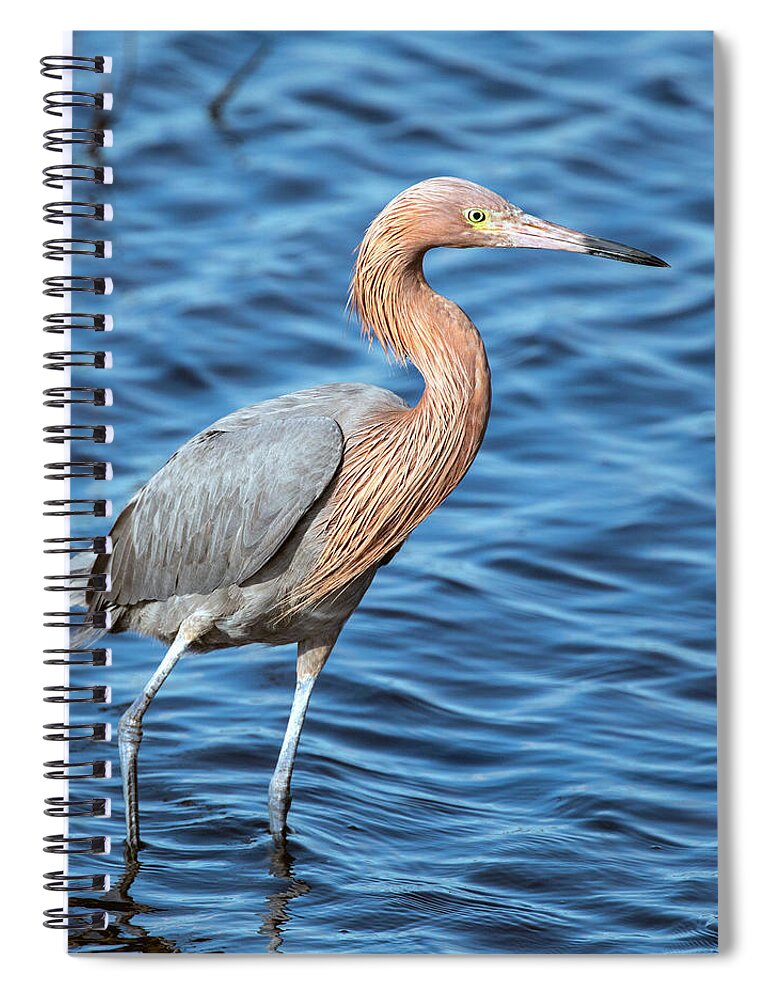 Reddish Egret Spiral Notebook featuring the photograph Reddish Egret in Blue Waters by Jaki Miller