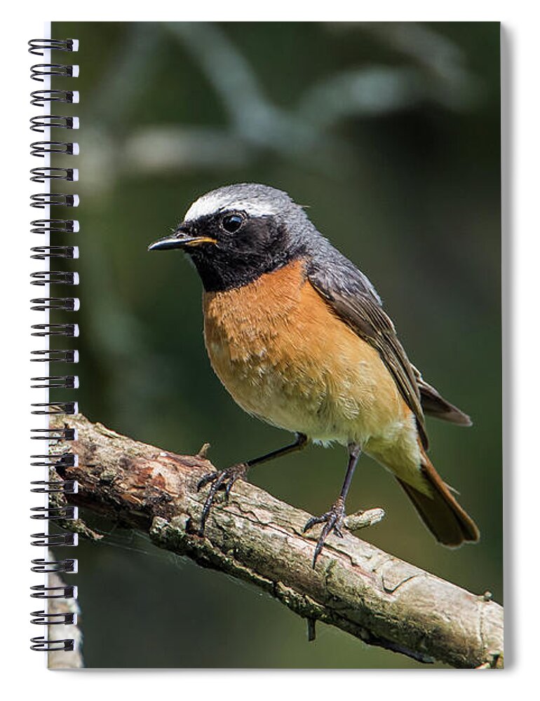 Redstart Spiral Notebook featuring the photograph Redstart perching on a pine twig by Torbjorn Swenelius