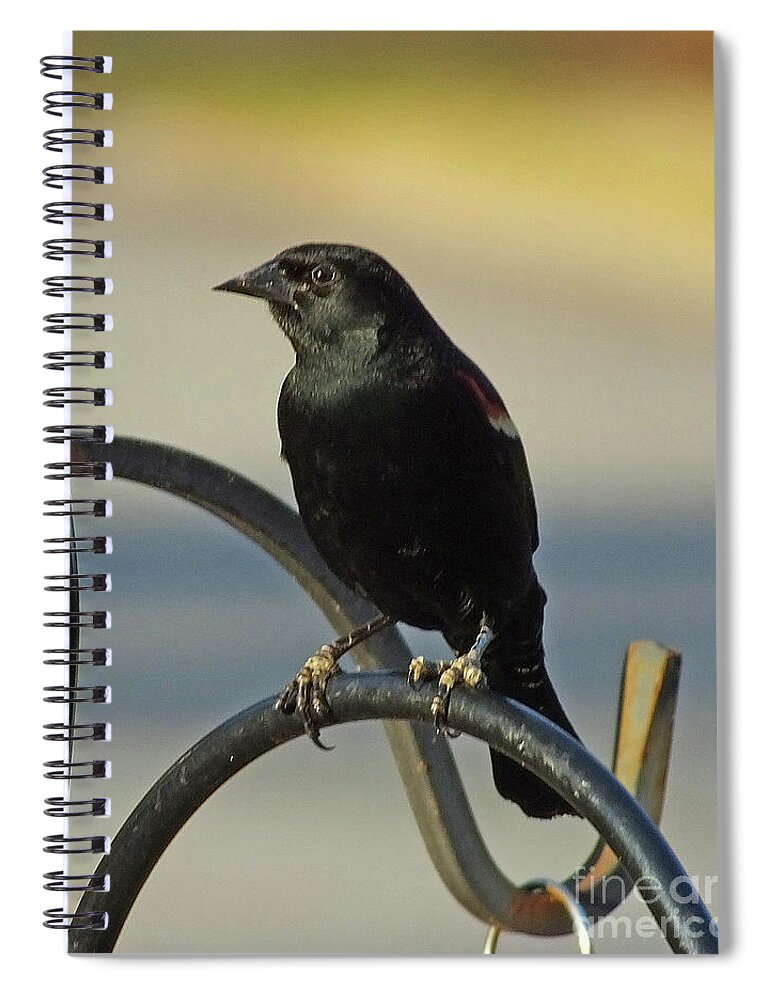 Nature Spiral Notebook featuring the photograph Redwing Blackbird 62 by Lizi Beard-Ward