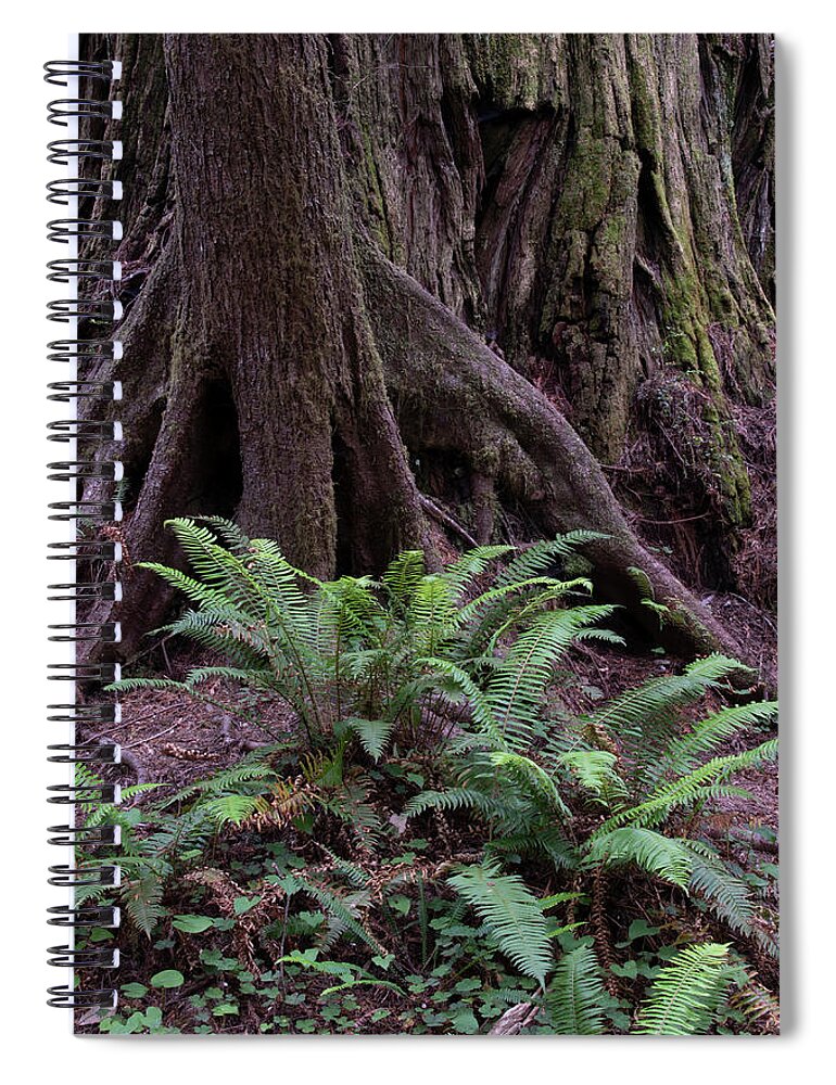 Redwoods. Crescent City Spiral Notebook featuring the photograph Redwoods, Crescent City, Ca P3 by Phyllis Spoor
