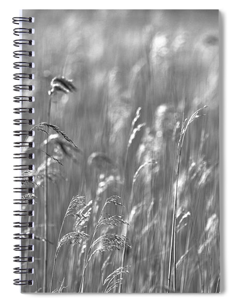 Reed Spiral Notebook featuring the photograph Reed forest by MPhotographer