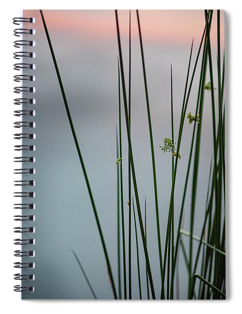 Reed Spiral Notebook featuring the photograph Reeds By A Pond by Karen Rispin