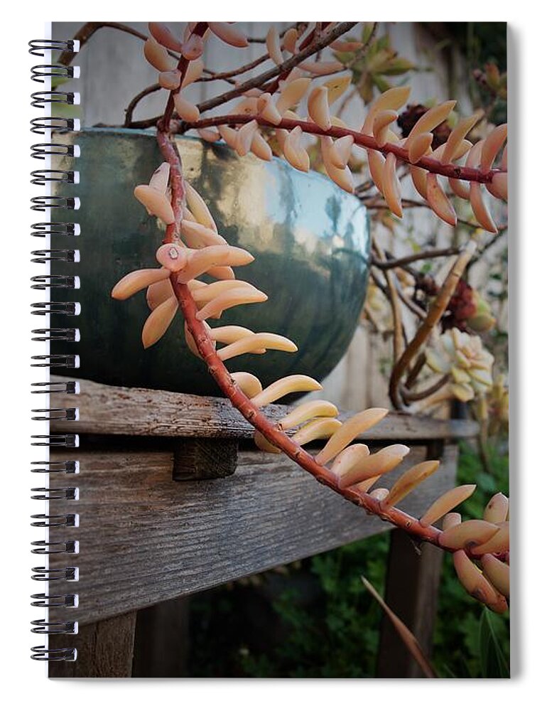 Backyard Spiral Notebook featuring the photograph Reflections Still Life by Richard Thomas