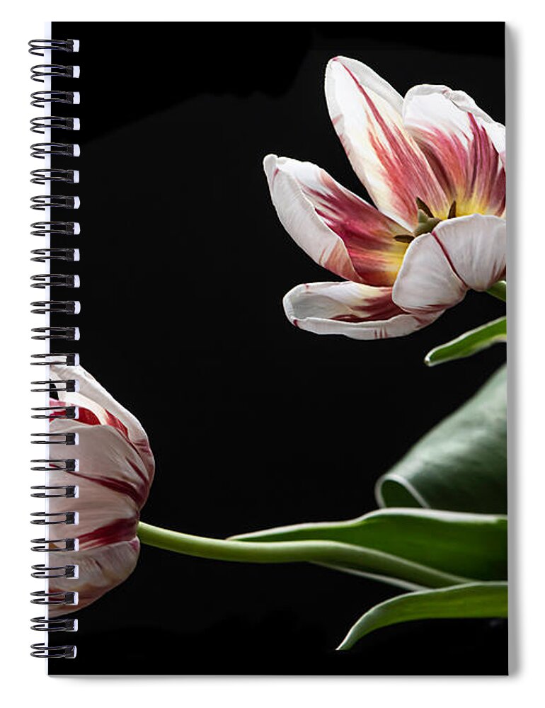 Tulip Spiral Notebook featuring the photograph Release by Maggie Terlecki