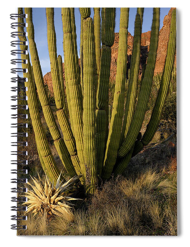 Ajo Mountain Drive Spiral Notebook featuring the photograph Requiem Organ by James Covello