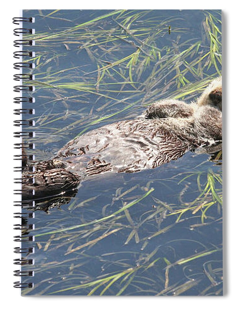 Sea Otter Spiral Notebook featuring the photograph Restful Otter by Michael Rock