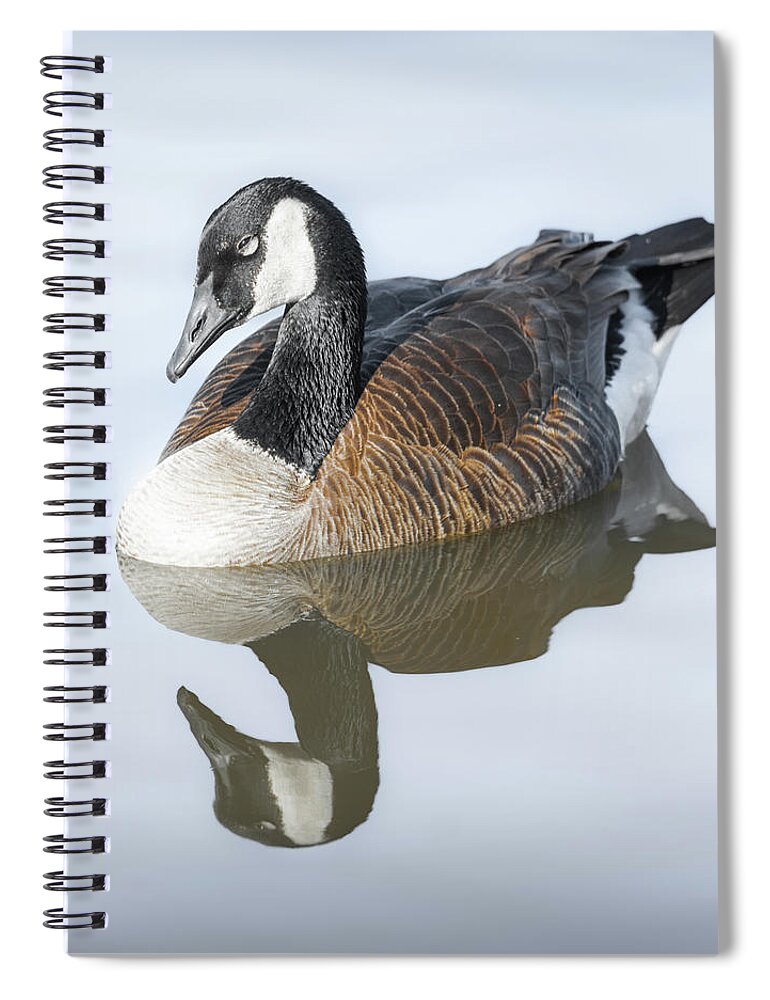 Canadian Goose Spiral Notebook featuring the photograph Resting Canada Goose Reflections by Jordan Hill