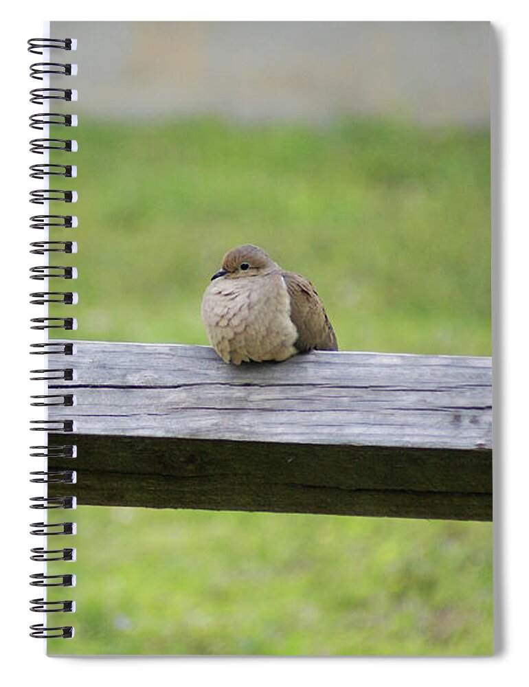  Spiral Notebook featuring the photograph Resting Dove by Heather E Harman