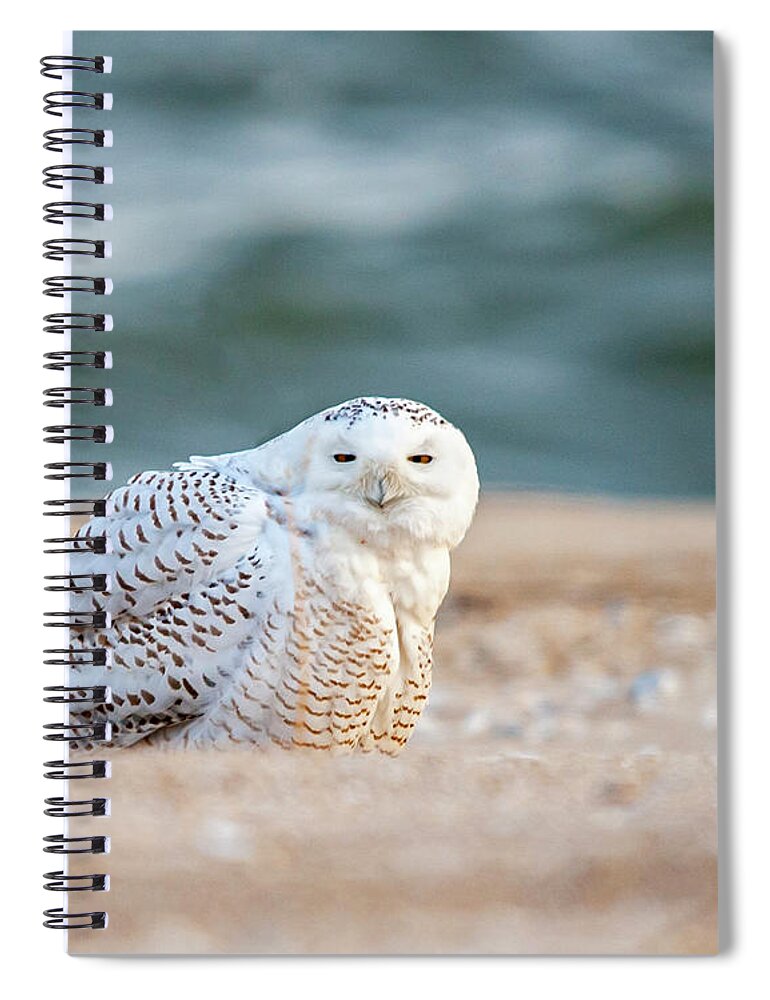 Owl Spiral Notebook featuring the photograph Return of Snowy Owl by Cathy Kovarik