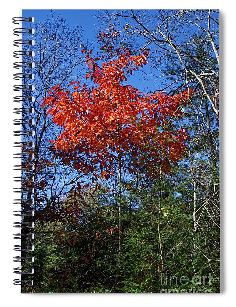 Autumn Spiral Notebook featuring the photograph Return to Autumn by Phil Perkins
