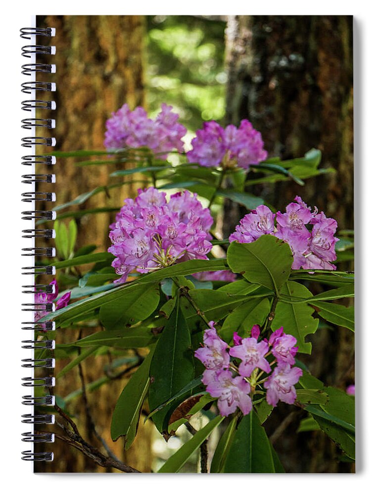 Olympic National Park Spiral Notebook featuring the photograph Rhododendron Fairyland by Doug Scrima