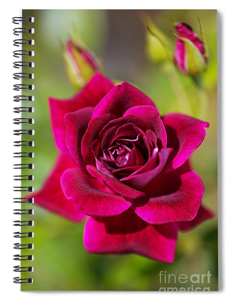 Rich Pink Spiral Notebook featuring the photograph Rich And Deep Pink Rose by Joy Watson