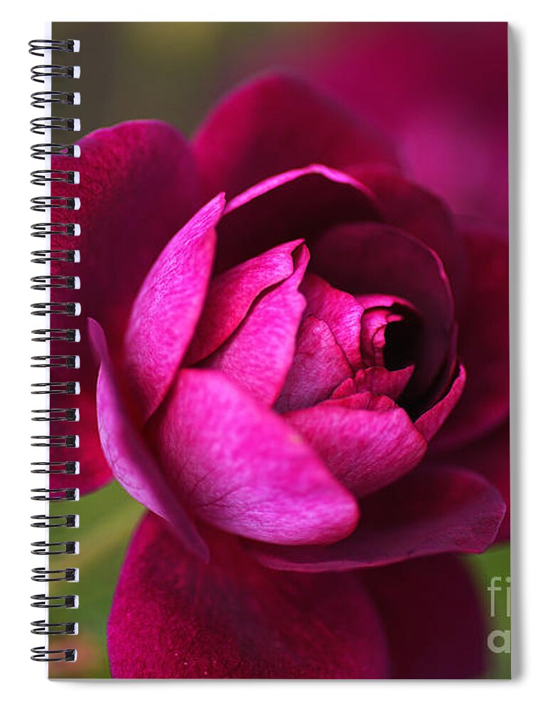 Rich Pink Spiral Notebook featuring the photograph Rich Pink Rose by Joy Watson