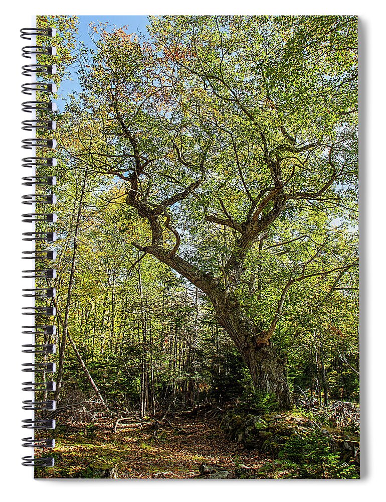  Oak Tree Spiral Notebook featuring the photograph Ricks Oak Tree 3 by Connie Publicover