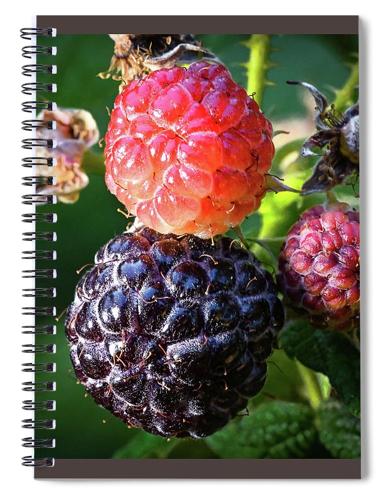 Blackberries Spiral Notebook featuring the photograph Ripening Blackberries by Steven Nelson