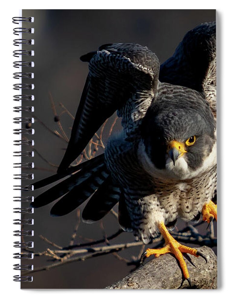 Falcon Spiral Notebook featuring the photograph Rise Up by Alyssa Tumale