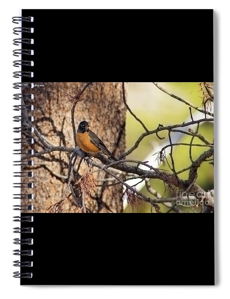 Robin Spiral Notebook featuring the photograph robin-3, El Dorado National Forest, California, U.S.A. by PROMedias US