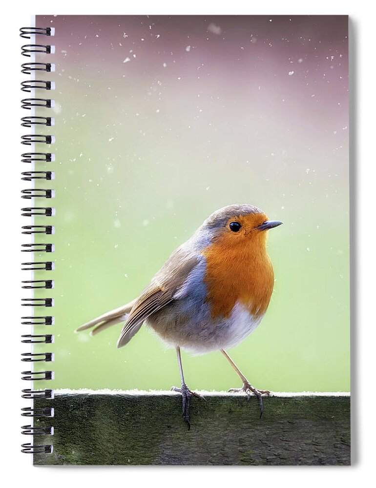 Christmas Spiral Notebook featuring the photograph Robin in the falling snow by Jane Rix