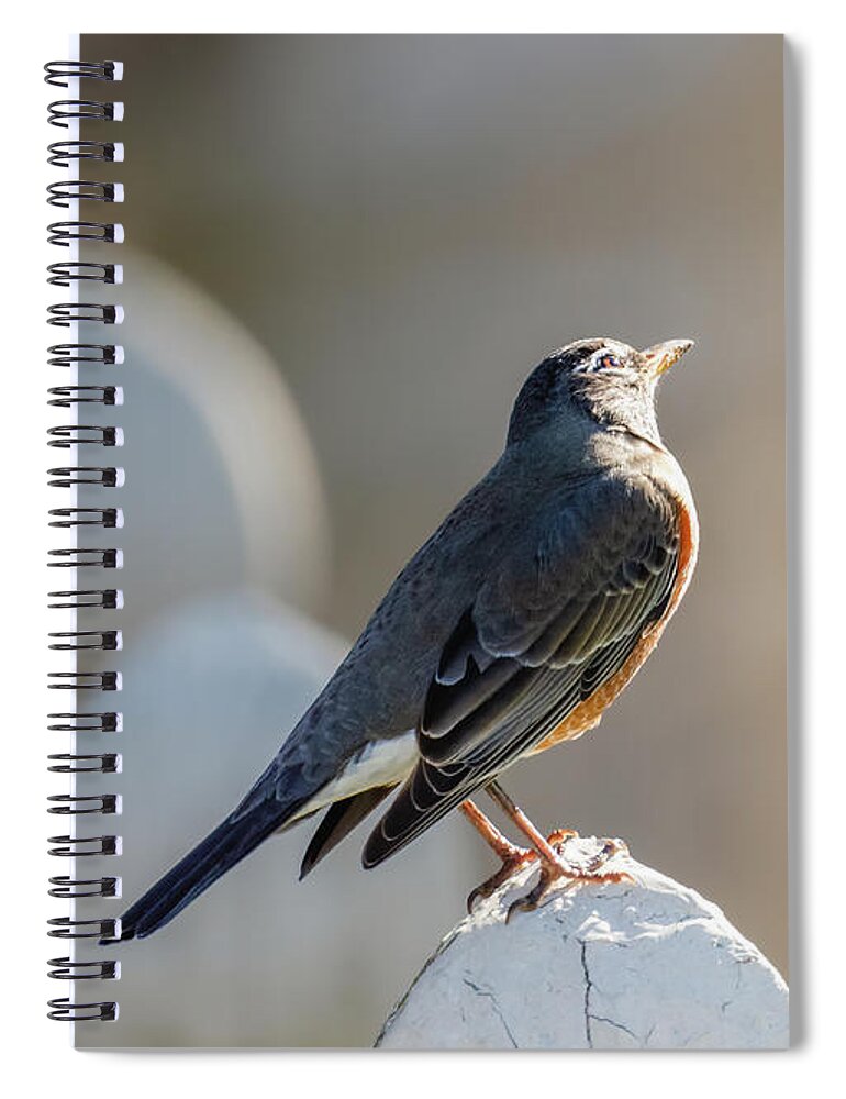 Robin Spiral Notebook featuring the photograph Robin by Rachel Morrison