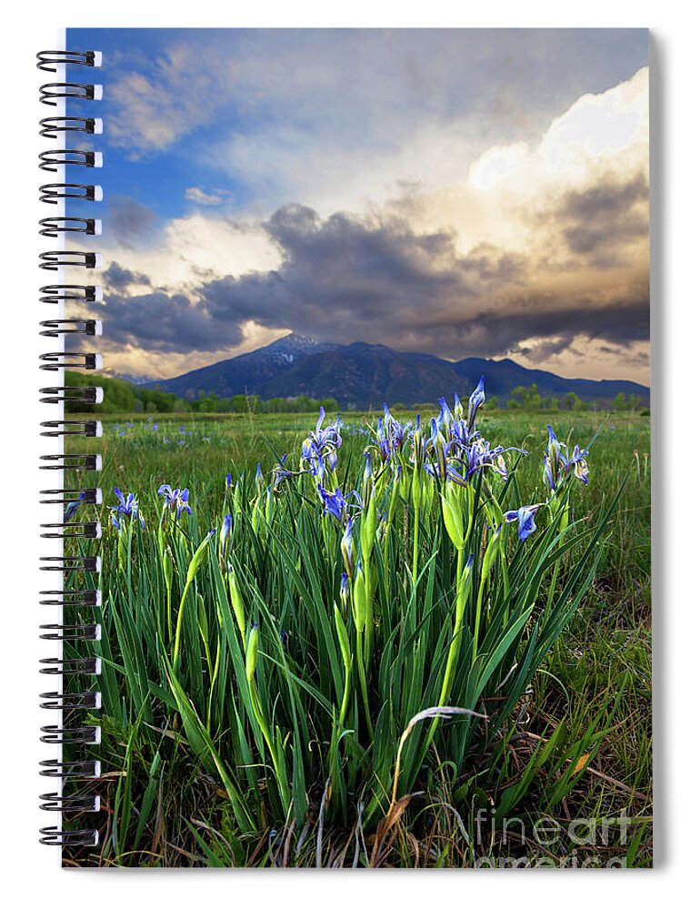 Taos Spiral Notebook featuring the photograph Rocky Mountian Irises by Elijah Rael