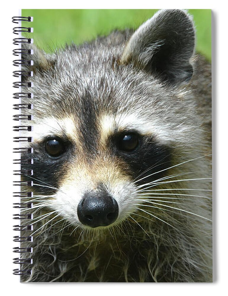 Raccoon Spiral Notebook featuring the photograph Rocky Raccoon by Jerry Griffin