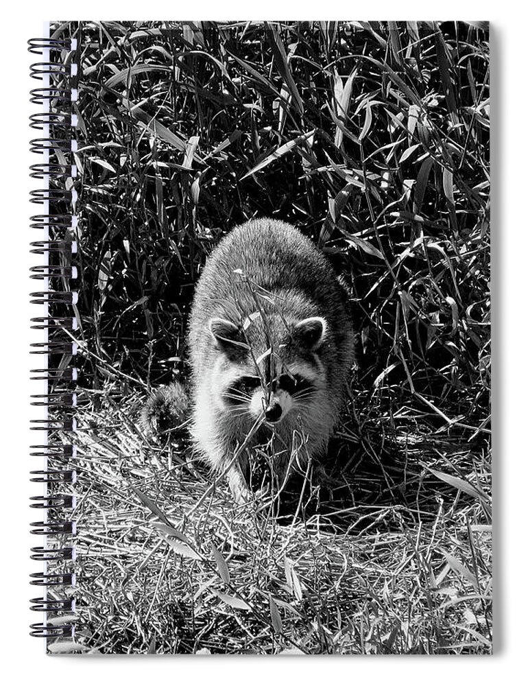 Florida Spiral Notebook featuring the photograph Rookery Racoon - BW by Chris Andruskiewicz