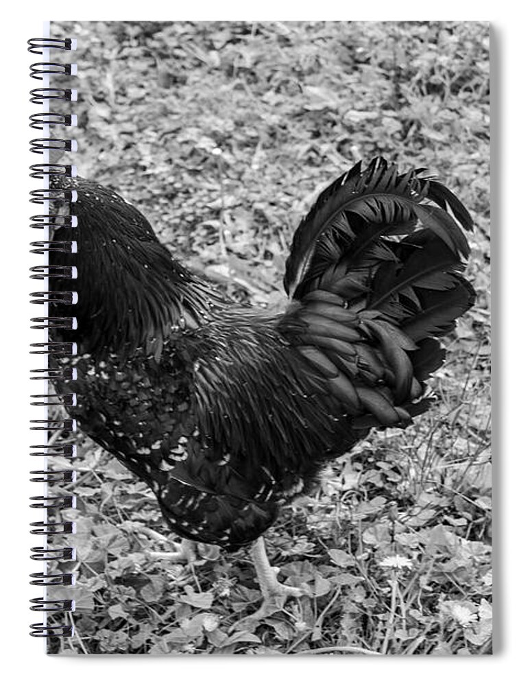 Rooster Spiral Notebook featuring the photograph Rooster BW by Cathy Anderson