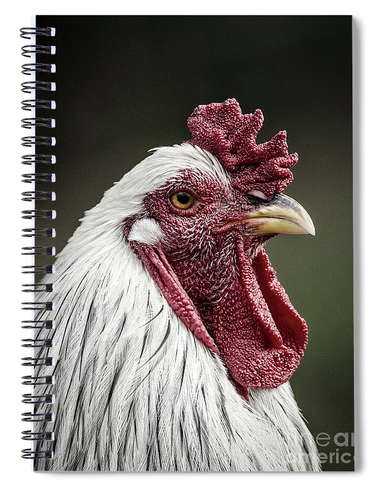 Brahma Pootra Spiral Notebook featuring the photograph Rooster by Maresa Pryor-Luzier