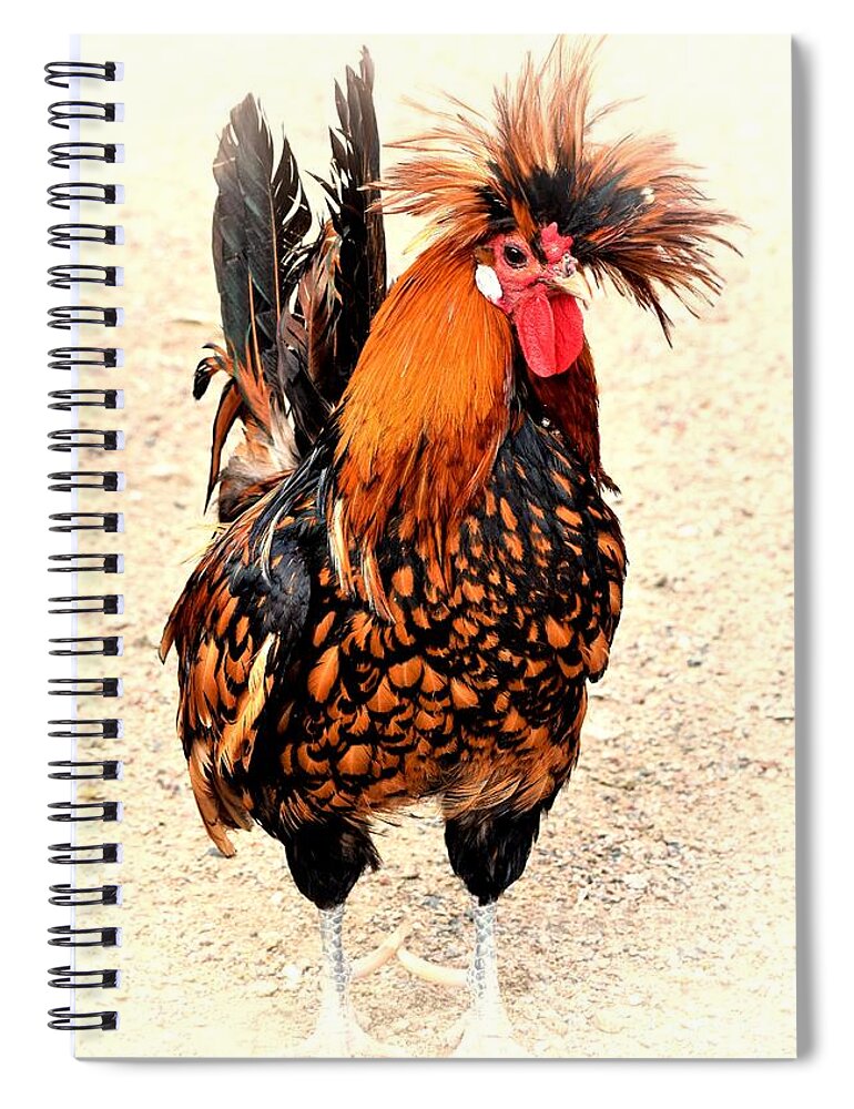 Rooster Spiral Notebook featuring the photograph Rooster Photo 136 by Lucie Dumas