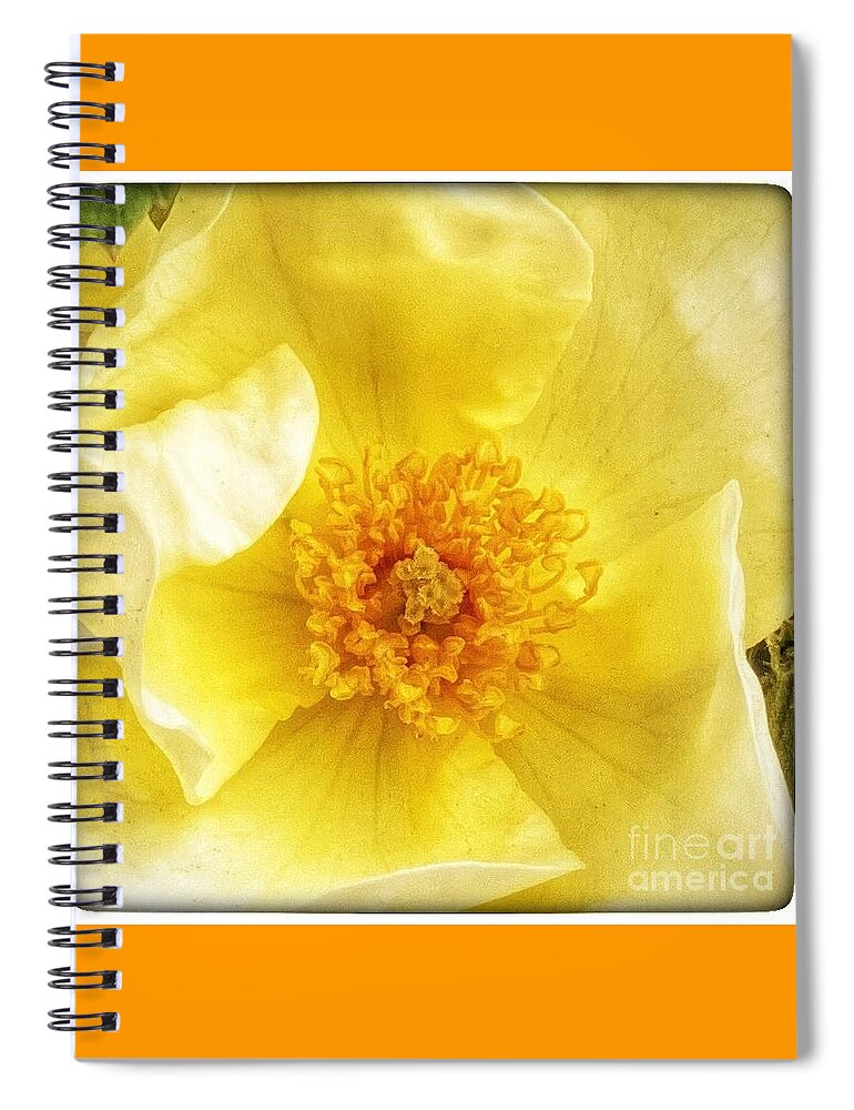 Yellow Spiral Notebook featuring the photograph Rosa Sun Flare by Wendy Golden