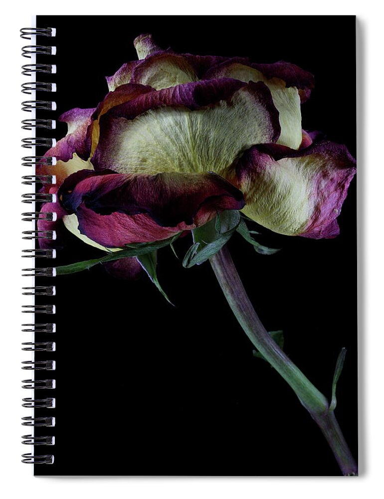 Macro Spiral Notebook featuring the photograph Rose 3092 by Julie Powell