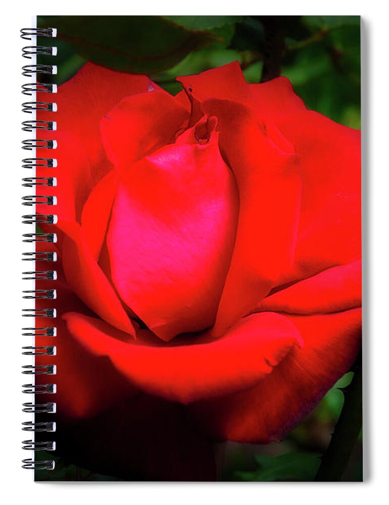Christchurch Spiral Notebook featuring the photograph Rose at Mona Vale Gardens, Christchurch by Fran Woods