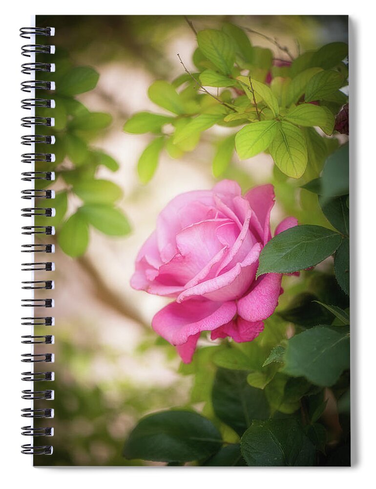 Rose Spiral Notebook featuring the photograph Rose in the Light by Philippe Sainte-Laudy