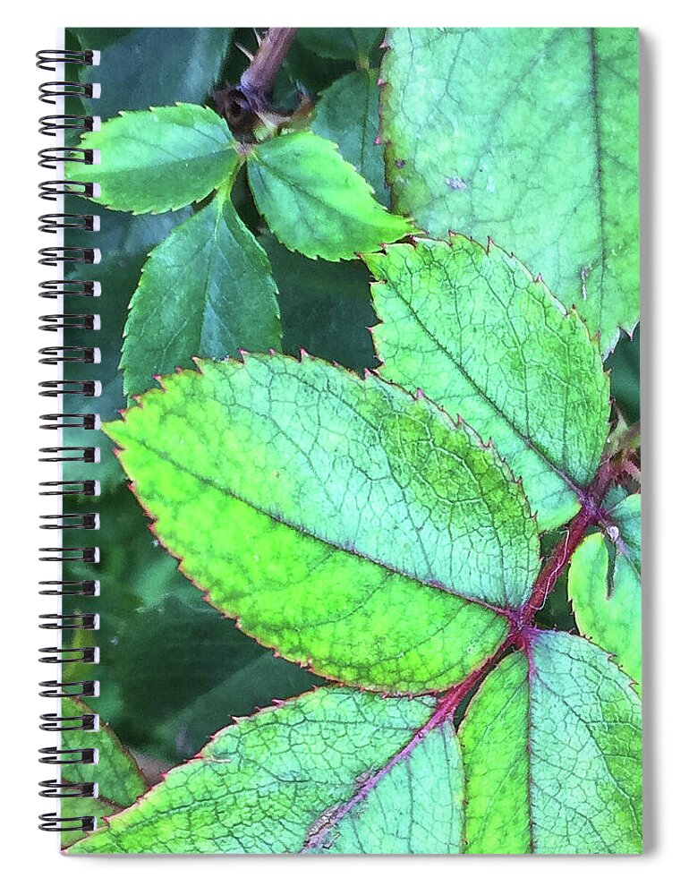 Macro Spiral Notebook featuring the photograph Rose Leaves Close Up by Shelli Fitzpatrick