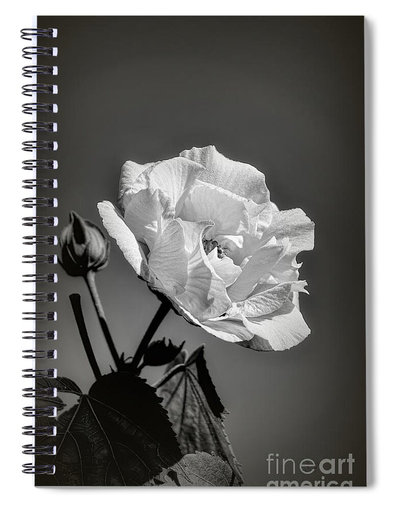 Flower Spiral Notebook featuring the photograph Rose of Sharon 9 by Elaine Teague