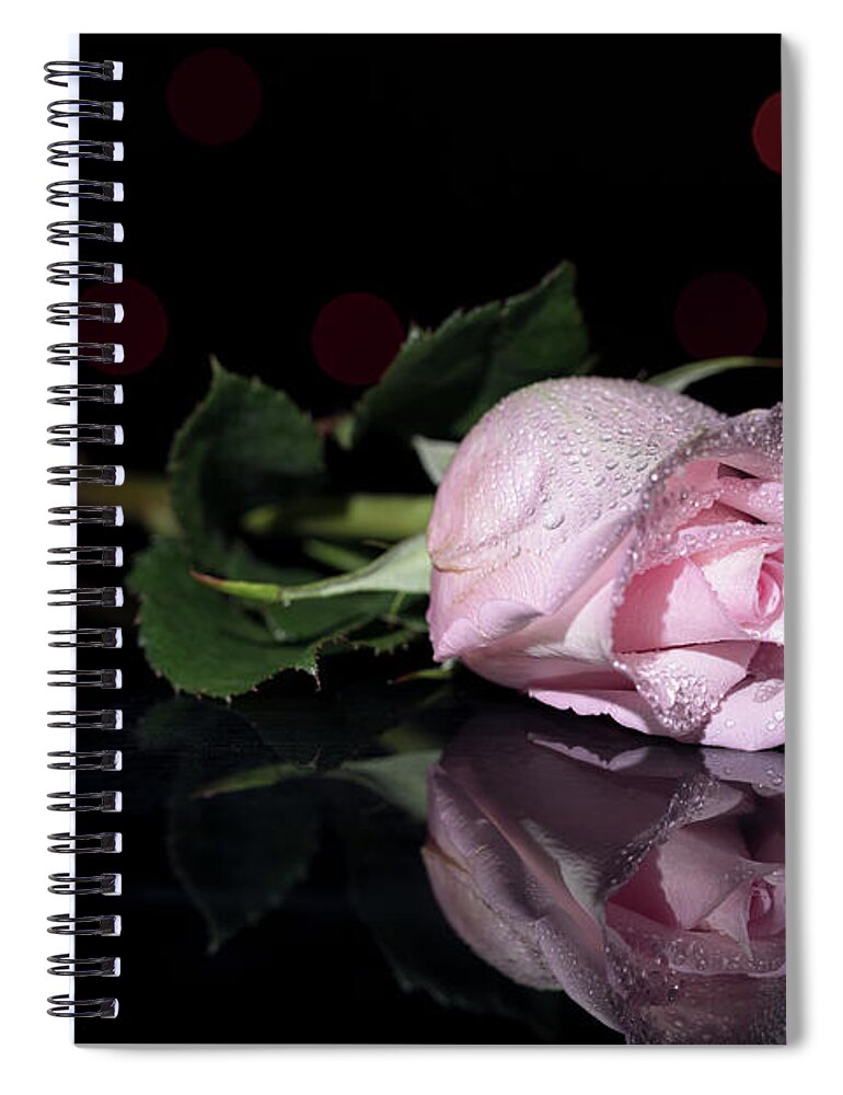 Rose Pose Flower Studio Reflection Water Dew Drop Drops Bokeh Floral Staging Botany Spiral Notebook featuring the photograph Rose Pose by Brian Hale