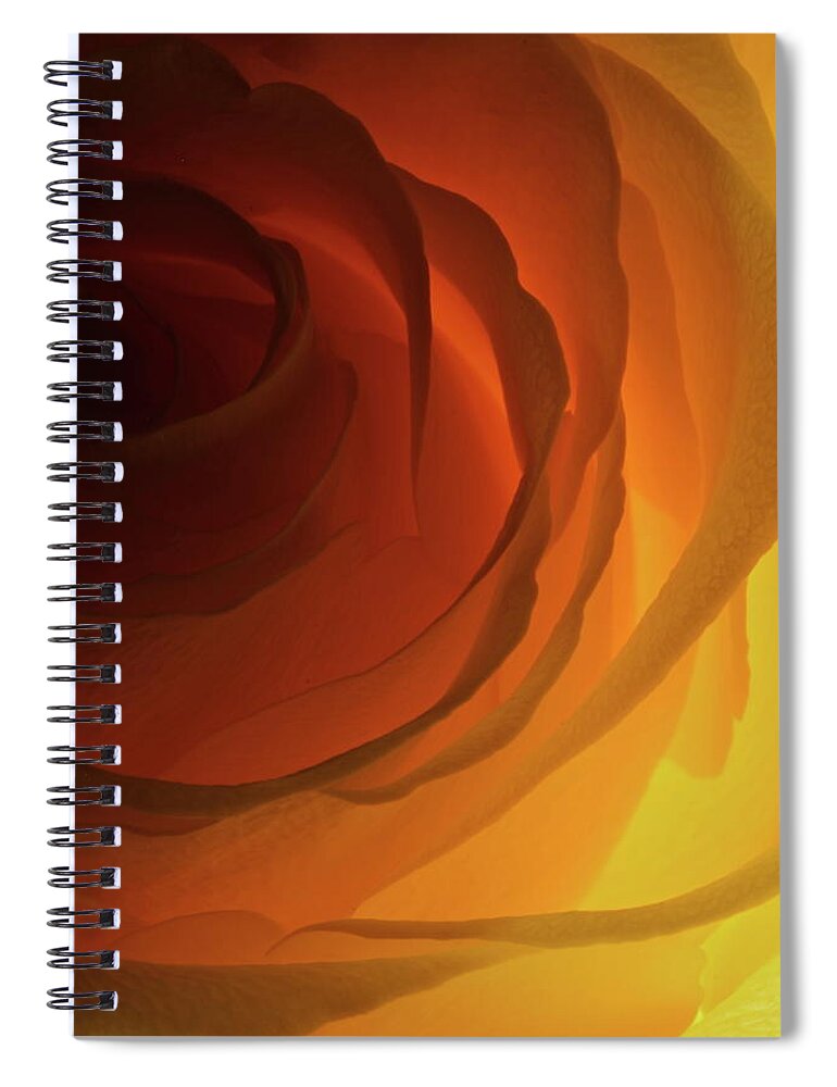 Macro Spiral Notebook featuring the photograph Rose Yellow 2295 by Julie Powell